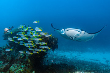 Black and white reef manta ray flying around a cleaning station in cristal blue water - obrazy, fototapety, plakaty