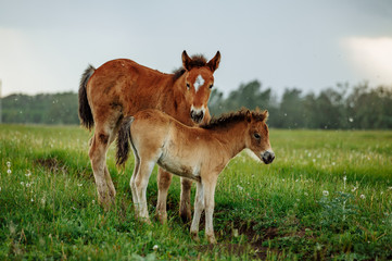 Two foals graze in the pasture. In the summer afternoon among dandelions.
