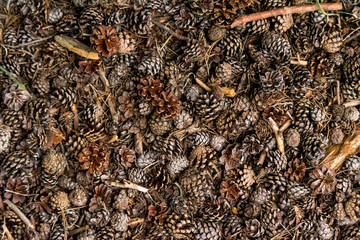 dry pinecones on the floor in the forest