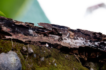 old rotten moldy weathered wood because sun expose and termite close up photo background