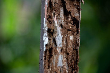 old rotten moldy weathered wood because sun expose and termite close up photo background