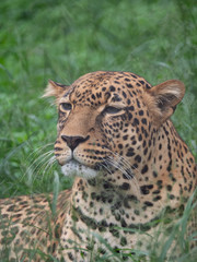 Leopard in Conservation Area, Eastern Africa 