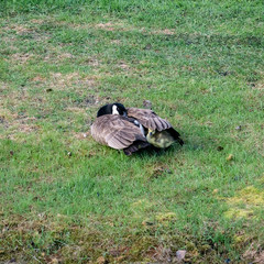 Goose and Goslings Canadian geese with a dozen goslings caring and loving the fuzzy babes under wing