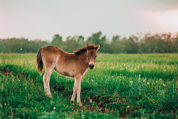 Fototapeta premium Foal shetland pony in a green meadow