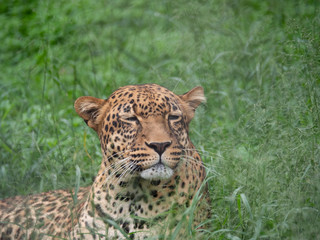 Leopard in Conservation Area, Eastern Africa 