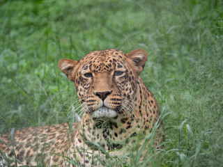 Leopard in Conservation Area, Eastern Africa 
