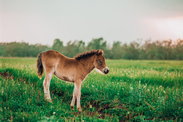 Obraz na płótnie Canvas Foal shetland pony in a green meadow