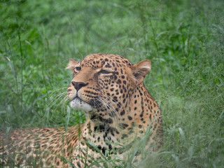 Leopard in Conservation Area, Eastern Africa 