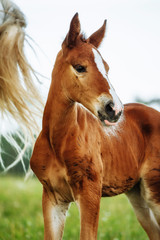 Closeup photo of a beautiful chestnut mare with her beautiful newbor foal at rural animal farm