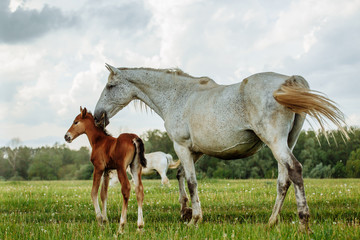 foal and mare horses white and brown in the meadow