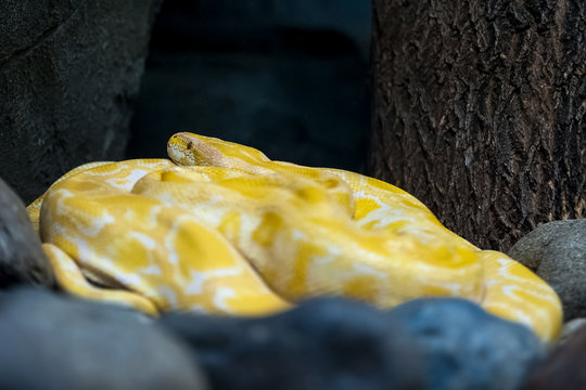Albino Burmese Python (Python molurus bivittatus). Golden yellow snake lying on ground