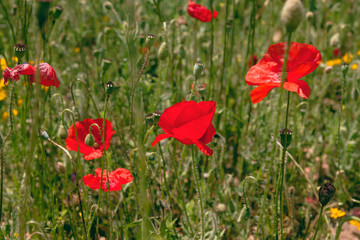 Red poppy flowers close up