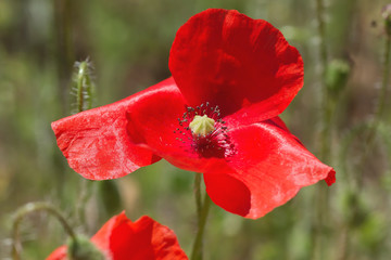 Detail of wild red poppy flower