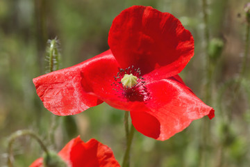 Fototapeta premium Detail of wild red poppy flower