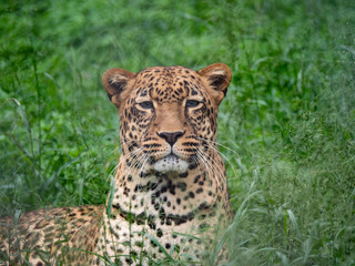 Leopard in Conservation Are, Eastern Africa 