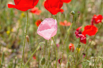Unusual pale pink poppy wild flower