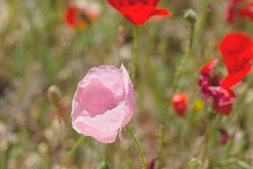 Obraz premium Unusual pale pink colored wild poppy flower