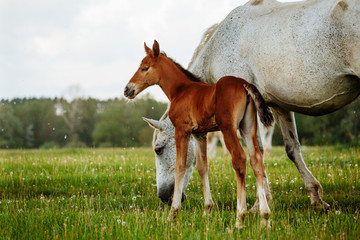 Naklejka na ściany i meble foal and mare horses white and brown in the meadow
