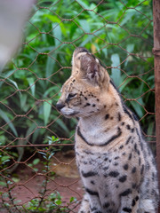 Serval in Conservation Area, Eastern Africa