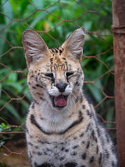 Serval in Conservation Area, Eastern Africa
