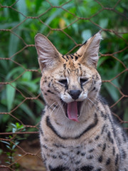 Serval in Conservation Area, Eastern Africa