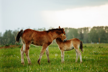 Two foal scratching each other in a meadow, summer time
