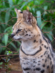 Serval in Conservation Area, Eastern Africa