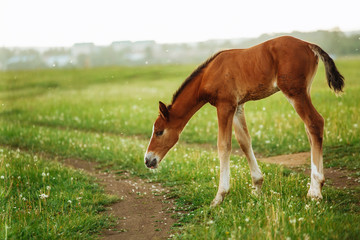 Naklejka na ściany i meble young foal standing in a blooming field of yellow wild flowers