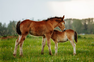 Naklejka na ściany i meble Two foals graze in the pasture. In the summer afternoon among dandelions.