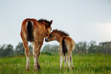 Fototapeta na wymiar Two foals graze in the pasture. In the summer afternoon among dandelions.