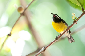 Bananaquit (Coereba flaveola) caribbean bird in bushes.