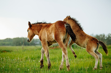 Naklejka na ściany i meble Two foals playing together on the maedow.