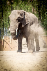 Elefant