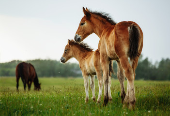 Two foals graze in the pasture. In the summer afternoon among dandelions.