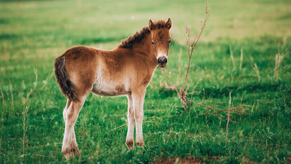 Foal shetland pony in a green meadow