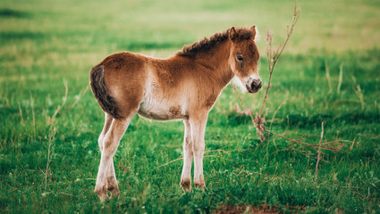 Naklejka na ściany i meble Foal shetland pony in a green meadow