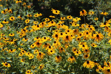 Sunflowers in Garden