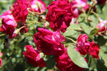 red flowers in the garden
