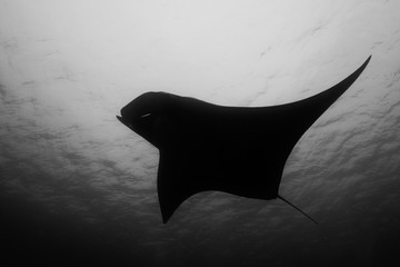 Oceanic manta ray flying around a cleaning station in cristal blue water