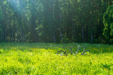 forest in the morning
