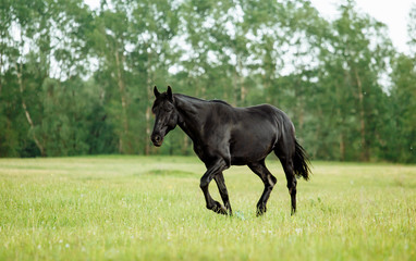 Bay horse trotting on flower spring meadow