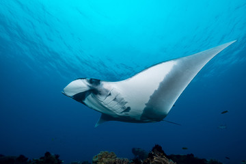 Oceanic manta ray flying around a cleaning station in cristal blue water
