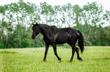Bay horse trotting on flower spring meadow