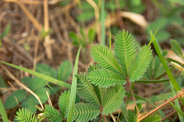 Mimosa pudica or sensitive plant leaves