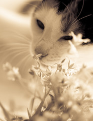 Cat and flower. A cat sniffing a flower