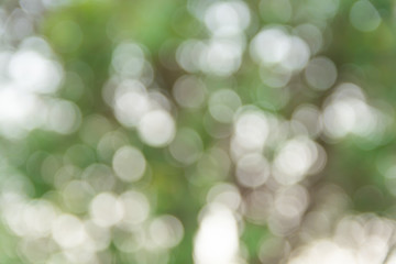 Green bokeh background for blur green leaves background.