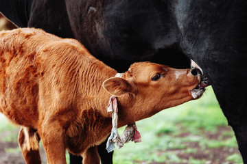 Cute Jersey calf drinking from his mother udder on grass