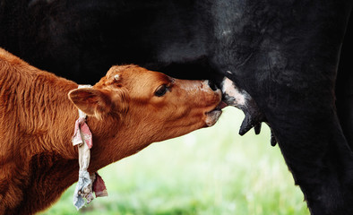 Cute Jersey calf drinking from his mother udder on grass - 272474731