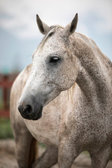 Obraz na płótnie Canvas white stallion -1