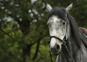 Obraz premium Portrait of a grey young horse in cavesson- bitless bridle listening with ears behind on green blurry background.